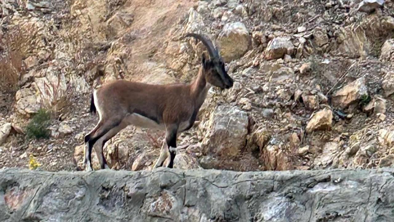 Yaban Keçisini Avlayana 661 Bin Lira Ceza Verildi