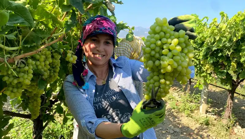 Manisa'nın Lezzetli İhracatı Avrupa'yı Sarıyor: Tırlar Yola Çıktı