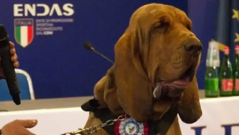 Arama Köpeğine Suikast: Çivili Sosisle Gerçekleşen Saldırı Şokta