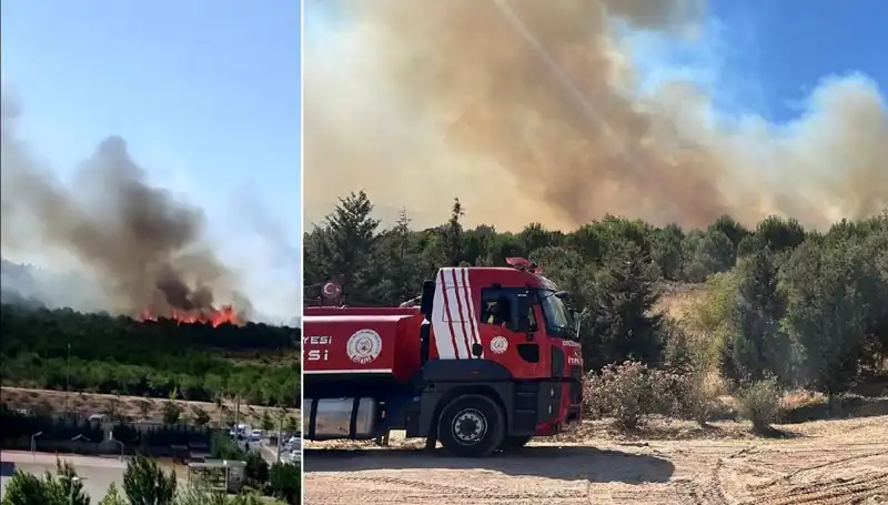 Gebze Orman Yangını: Doğa Katliamı ve Mücadele Süreci