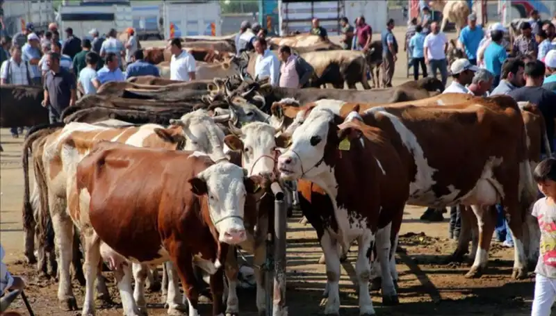 2025 Kurbanlık Fiyatları: İl İl Canlı Kilo Tabanları Açıklandı