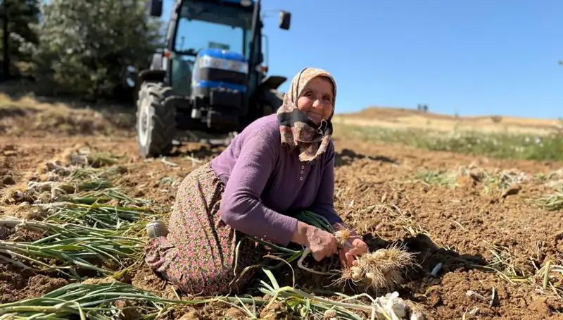 Türkiye'nin Selenyum Zenginliği: Tarladan Bin 200 Liraya Toplanıyor