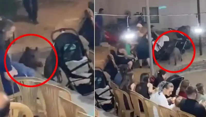 Düğün Töreninde Yaban Domuzu Panik Yarattı: Şaşkınlık ve Kaos
