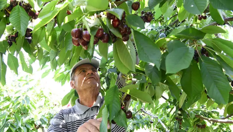 Lapseki Devi: Çay Bardağına Sığmayan Dev Balık Takviye Ediyor