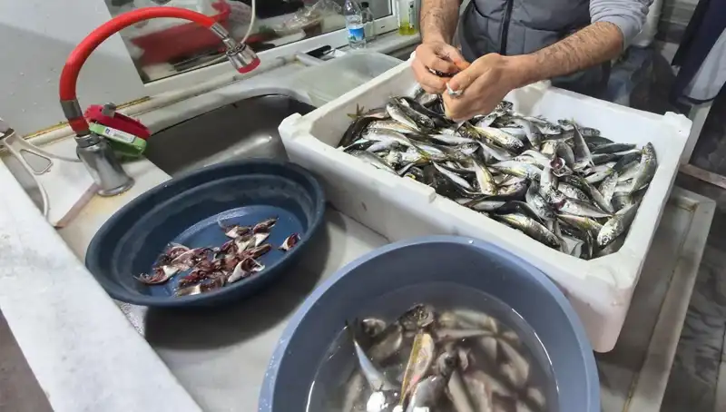Marmara Denizi'ndeki Müsilaj Balıkçılığı Tehdit Ediyor Mu?