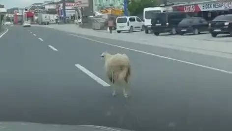 Yalova'da Kurbanlık Hayvan Kaçışı Kargaşaya Neden Oldu