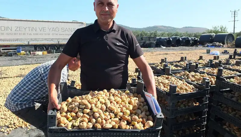 Balıkesir’de İlk Hasat Heyecanı: Çin ve Rusya’ya İhraç Başladı!