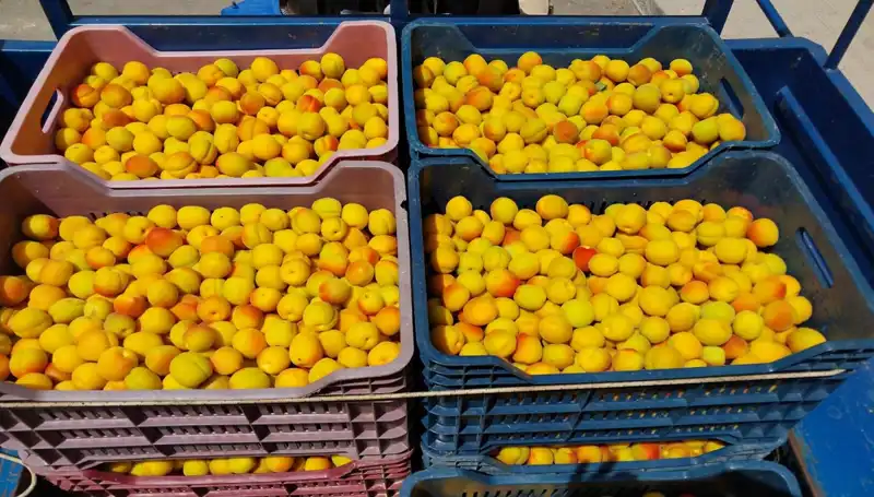 İlk Hasat Heyecanı: Çiftçiler 500 TL’den Ürünlerini Satışa Sundular!
