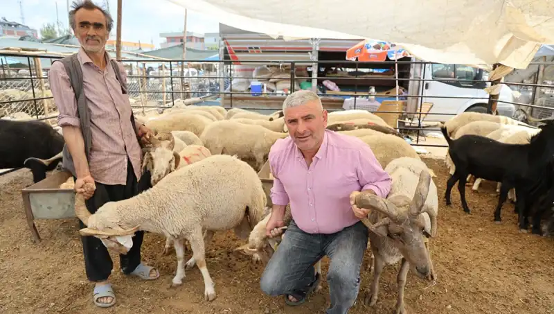 Kurban Pazarında Dikkat Çeken 4 Boynuzlu Koçlar Yüzleri Güldürdü