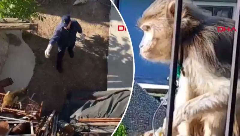 Muğla'nın Sokaklarında Eğlenceli Maymun Kovalamacası Yaşandı