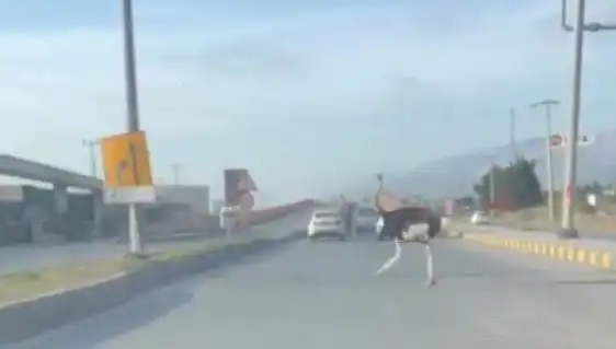 : Trafikte Deve Kuşu Görüntüsü: Sürücüler Şaşkın, Olay Sosyal Medyayı Salladı!