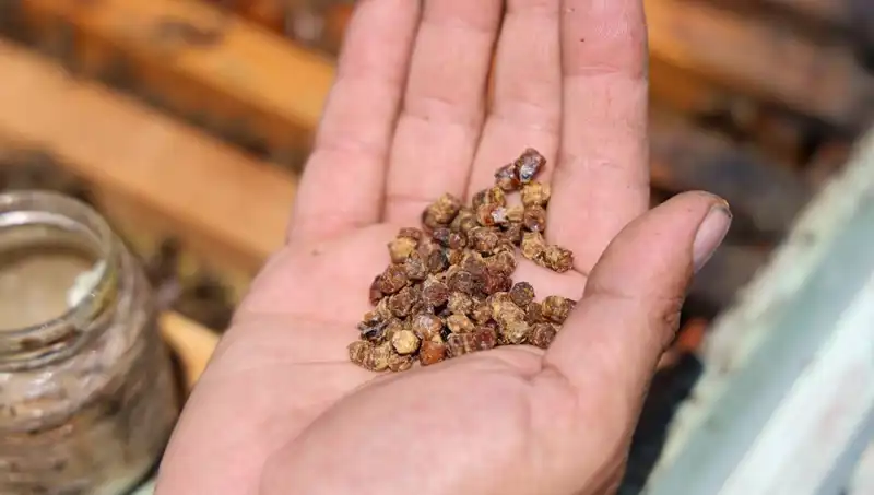 Eski Atık Artık Değerli: Kilogramı 3 Bin TL’den Satılan Protein Zengini Besin