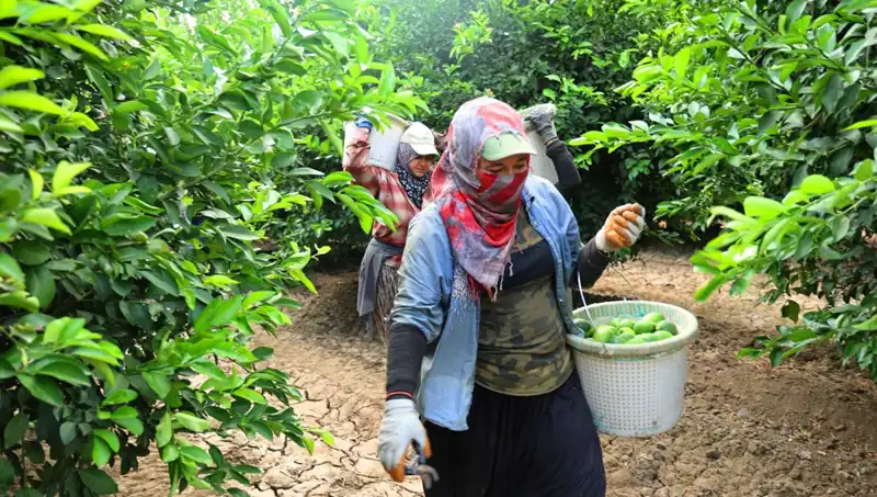 Marketlerde Patates Fiyatları Düşüşe Geçiyor: Hasat Dönemi Başladı!