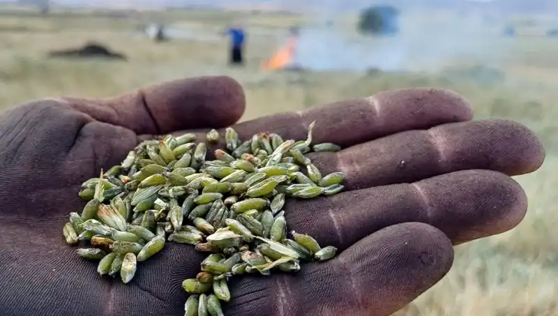 2023 Firik Sezonu Başladı: Lezzetiyle Sofraları Şenlendiriyor