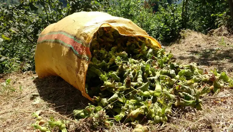 Giresun'da Fındık Hasadı Coşkusu Başladı: Üreticilerin Beklentileri Neler?