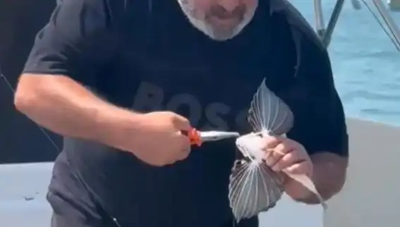 Saros Koyu’nda Nadir Görülen Kırlangıç Balığı Oltaya Takıldı