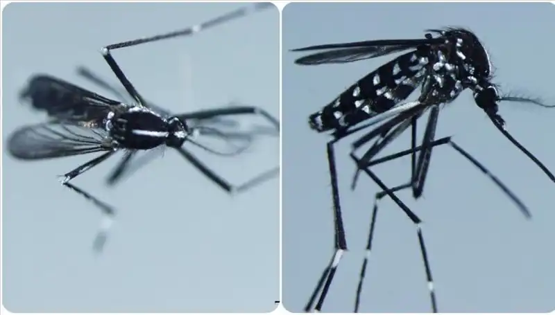 Chikungunya Virüsü: Nedir, Belirtileri ve Yayılım Gösterdiği Ülkeler