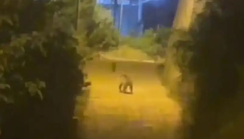 Gümüşhane'de Merkezde Görülen Ayı Emlak Arzını Etkileyebilir Mi?