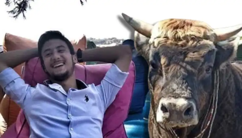 Aydın'da Güreş Boğası Can Aldı: Yürekleri Kıran Olay!