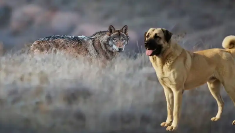 Kurt Popülasyonundaki Artış, Kangal Köpeğine Olan Talebi Zirveye Taşıdı